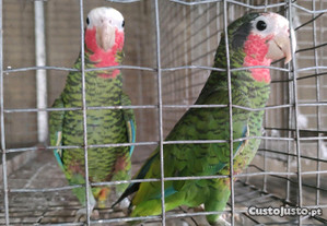 Casal papagaio cubano amazona leucocephala disponí