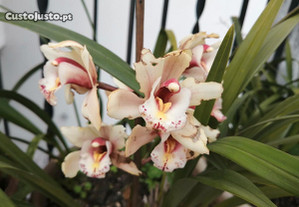 Orquídea orquídeas