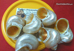 Búzio-Turbo chrysostomus polido 4-5cm - 15pçs
