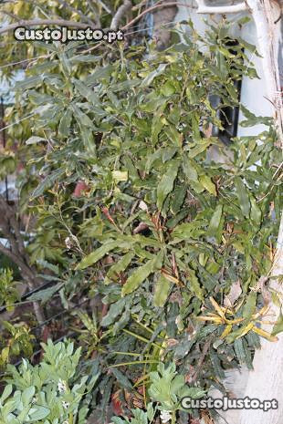 Macadamia (árvore de noz de macadamia)