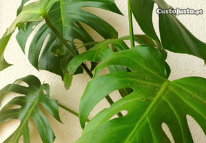 Costela-de-Adão (monstera) - planta interior/exterior