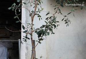 Feijoa (árvore de fruto tropical)