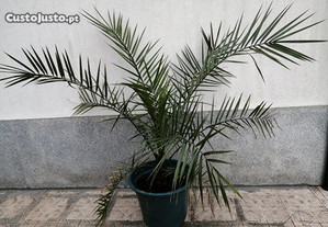 Palmeira planta natural