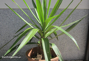 planta yuca ou yuka