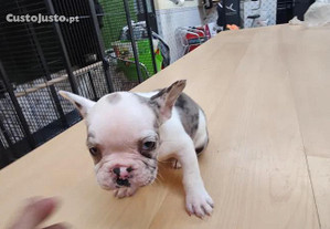 Bulldog francs com olhos azuis criado em ambiente familiar