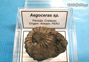 Aegoceras sp fóssil 2,5x6x6cm-cx