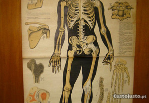 Antigo mapa escolar em lona Corpo Humano esqueleto