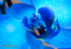 Orquídeas invulgares - Azul, verde, rosa, amarelo