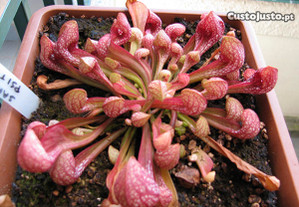 Planta Carnivora Sarracenia Psittacina
