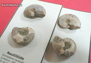 Nautilóide nacarado fóssil 4x3,5x1,5cm - 2pçs