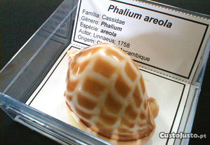 Búzio-Phalium areola caixa 8x8cm