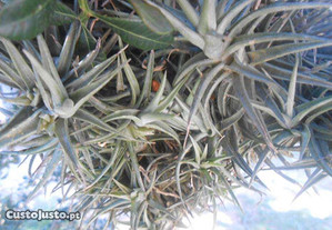 Planta epifita