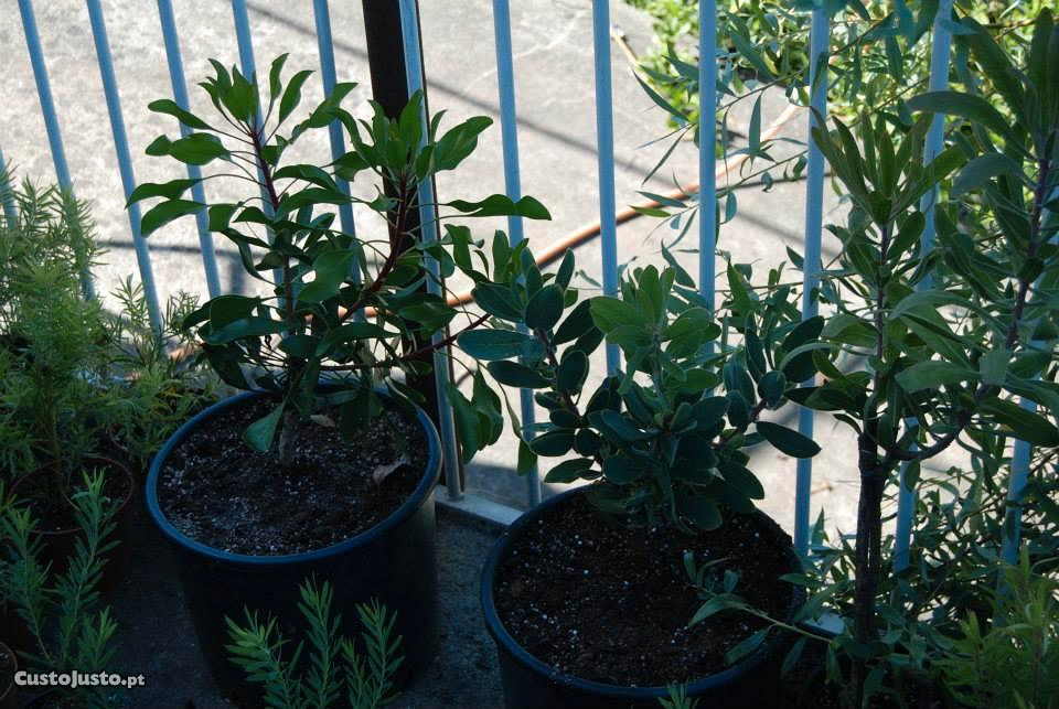 Proteas - plantas em vasos. - à venda - Jardim & Bricolage ...