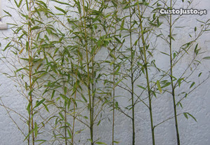 Bambu natural planta