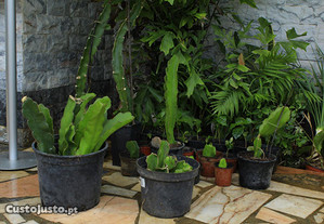 Plantas Pitaya hibridas e nao