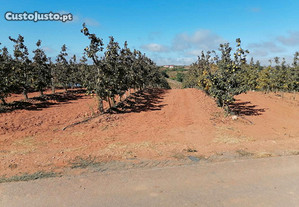 Terreno Agrícola com 4560m2, perto do Cadaval, possibilidade para armazém agricola