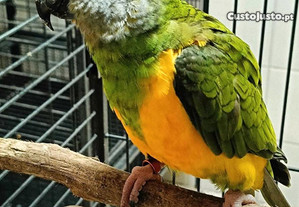 Papagaio do Senegal
