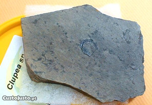 Clupea sp fóssil 11x8x0,5cm