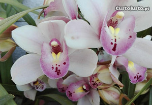 Orquídeas com flor