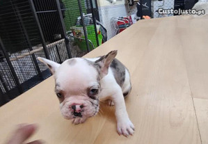 Bulldog francês com olhos azuis criado em ambiente familiar
