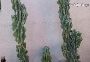Cactos / cato para jardim em vaso deserto planta