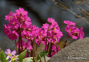 Primula rosa - Plantas para lago Jardim