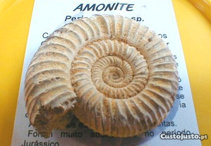 Amonite perisphinctes sp. fóssil 4,5x4x1,5cm