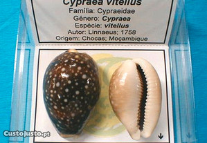 Búzio-Cypraea vitellus caixa 8x8cm