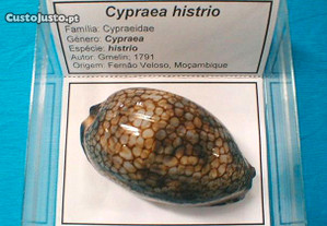 Búzio-Cypraea histrio caixa 8x8cm