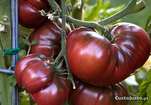 Sementes tomate xuxa comprido e outros mais