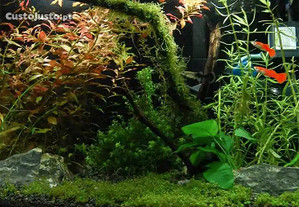 Principiantes - Lote de plantas fáceis para aquário