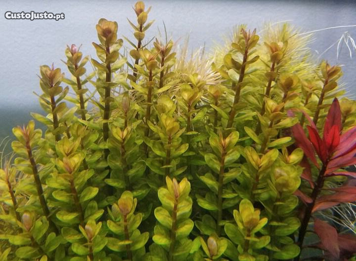 Rotala Indica - planta para aquário