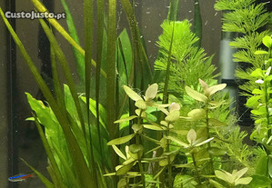 Principiantes - Peixes ou Lote de plantas fáceis para aquário