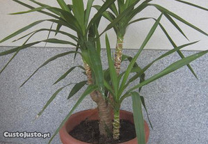 planta natural Yuca ou yuka