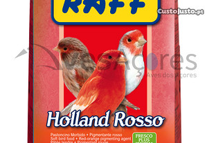 Papa vermelha raff Holland Rosso 