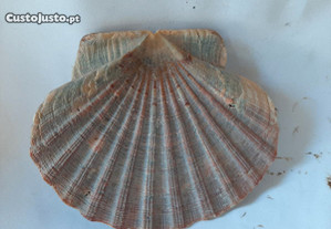 Pequena Concha de Mar Tipo emblema da Shell.