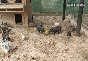 Mini Pigs / Porquinhos Vietnamita