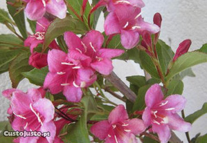 planta natural arvore arbusto com flores lindas