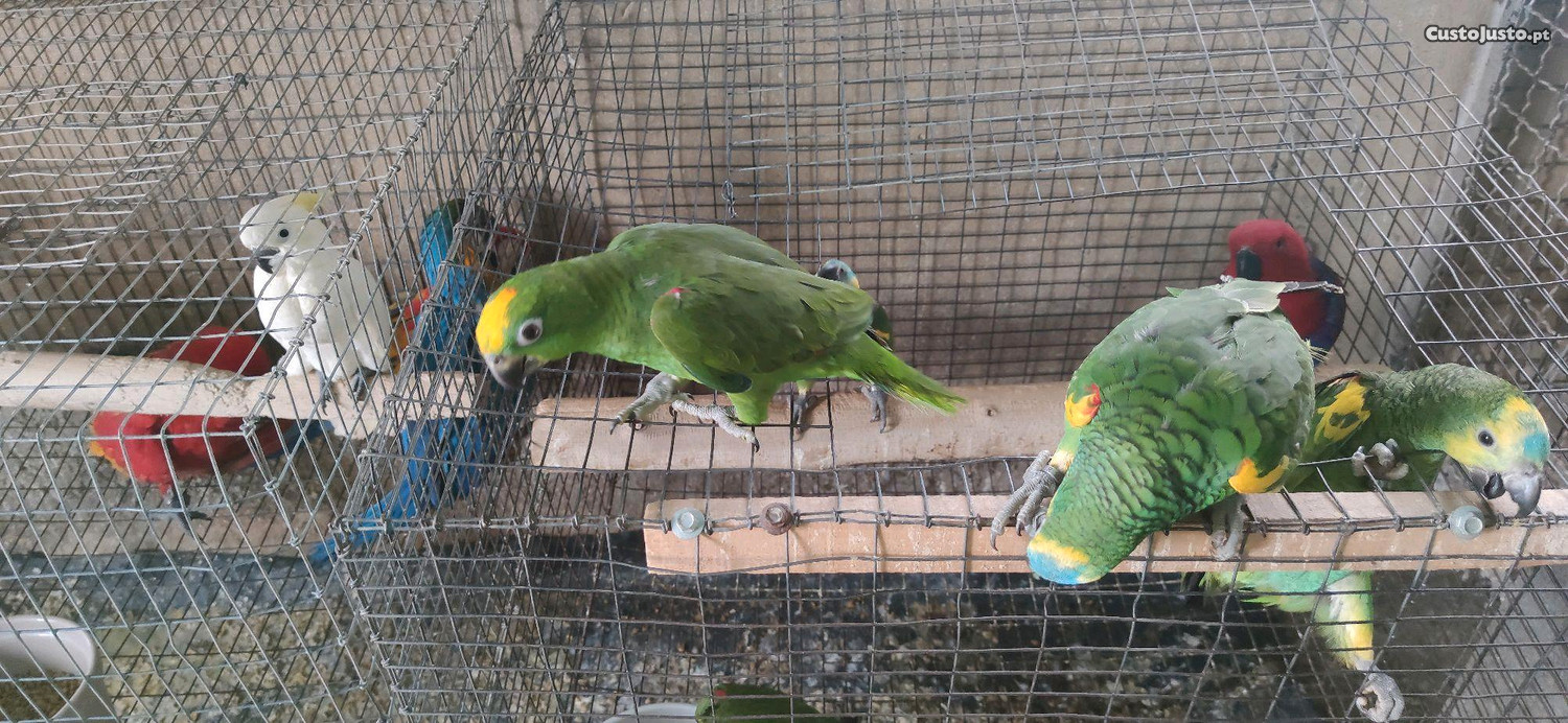 Papagaios amazonas ochrocephala anilha fechada e