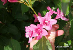planta flor rosa