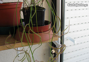 Kit completo planta Drosera Binata var Multifida
