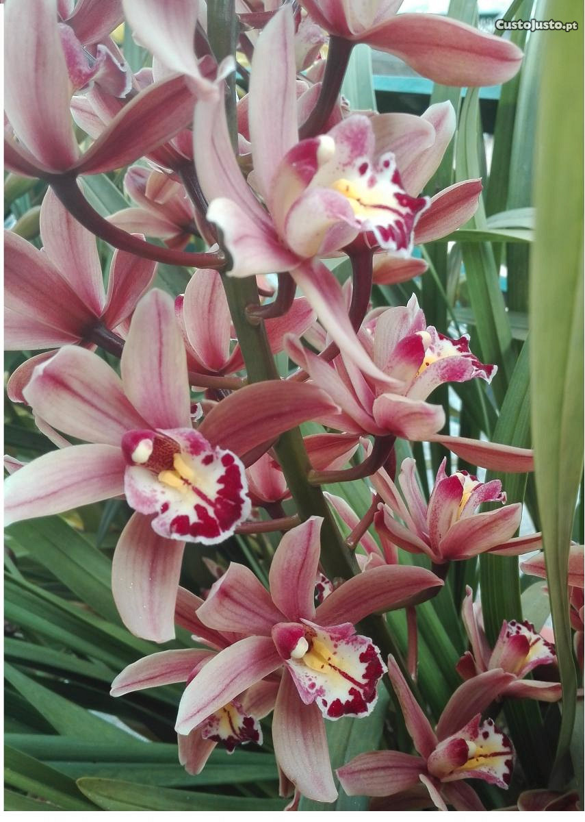 Orquídea exterior
