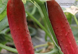 Pepino vermelho (sementes seleccionadas)