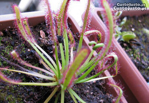 KIT COMPLETO para Planta Carnivora Capensis Tipica