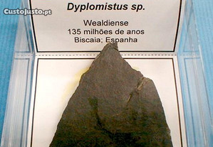 Dyplomistus sp. fóssil 3x8x8cm-cx