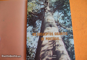 Os Eucaliptos Gigantes de Portugal - 1979